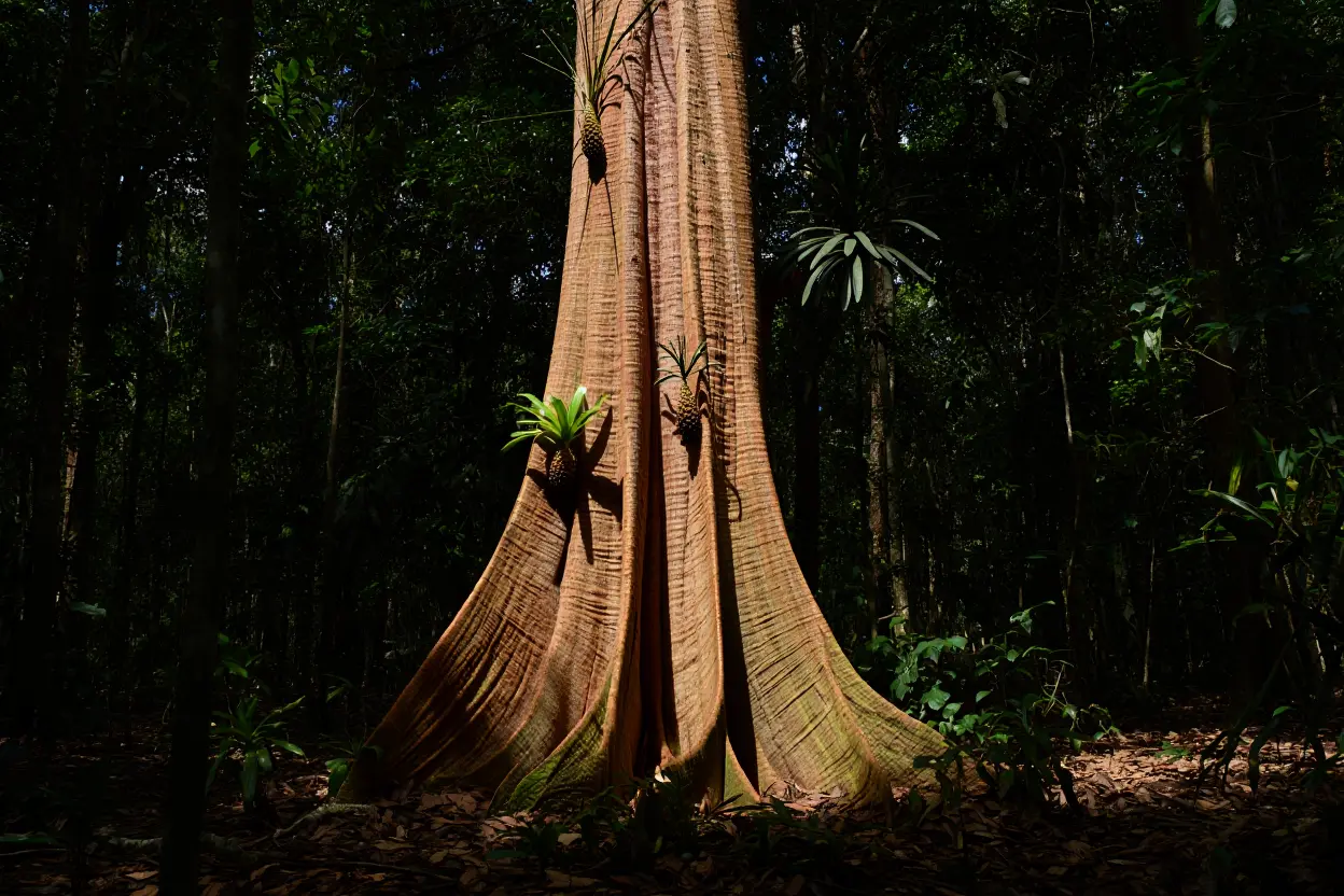 Tronc du lupuna colorado